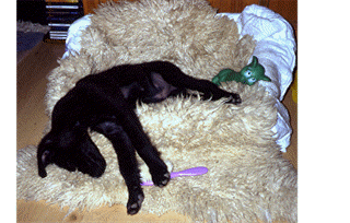Molly2.gif