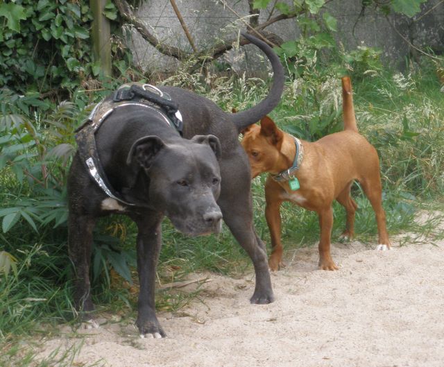 Boss und Diego3.jpg