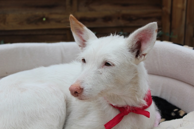 Holly Lou,Tessa´s kleine "Schwster".