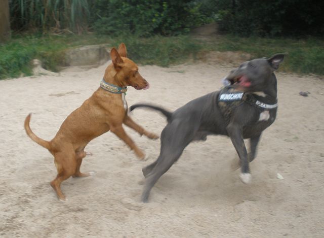 Boss und Diego4.jpg