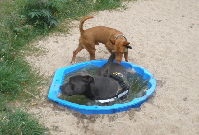 Boss und Diego5.jpg