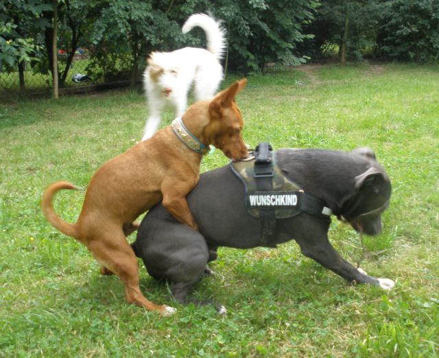 Boss und Diego7.jpg