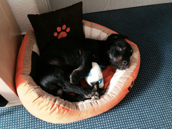Linus-im-Büro.jpg