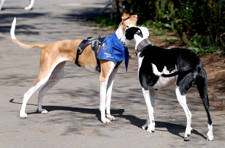2 auslauf.jpg