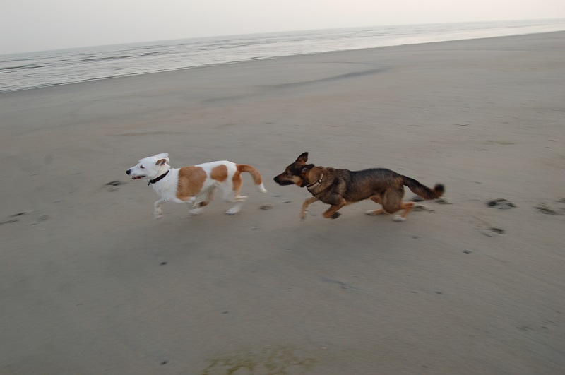 Ouddorp 2014 048.JPG