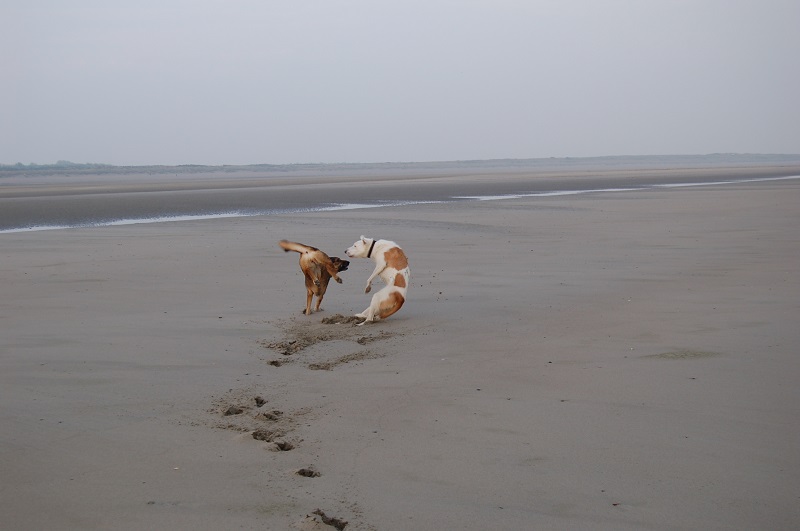 Ouddorp 2014 053.JPG