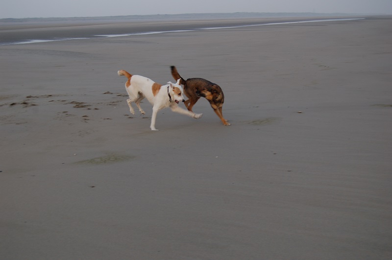 Ouddorp 2014 057.JPG