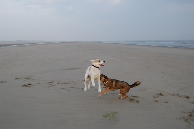 Ouddorp 2014 063.JPG