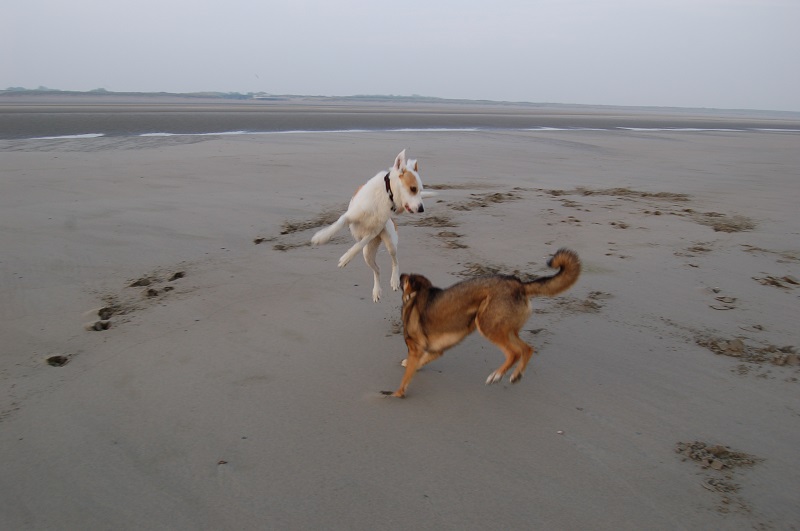Ouddorp 2014 075.JPG