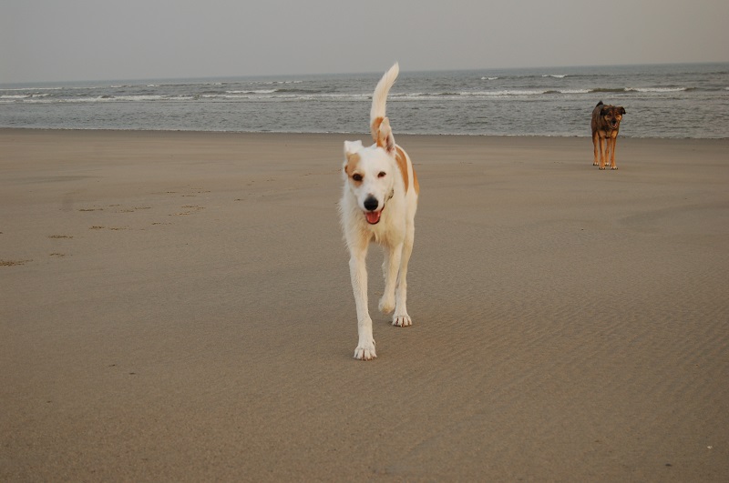 Ouddorp 2014 081.JPG