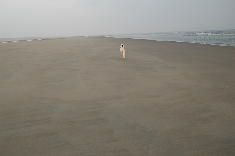 Ouddorp 2014 087.JPG