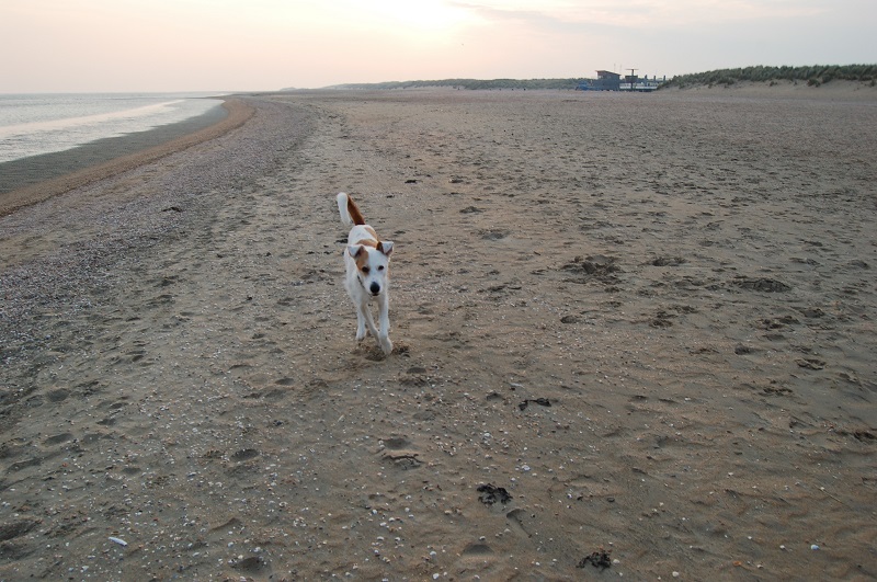 Ouddorp 2014 Hunde 008.JPG