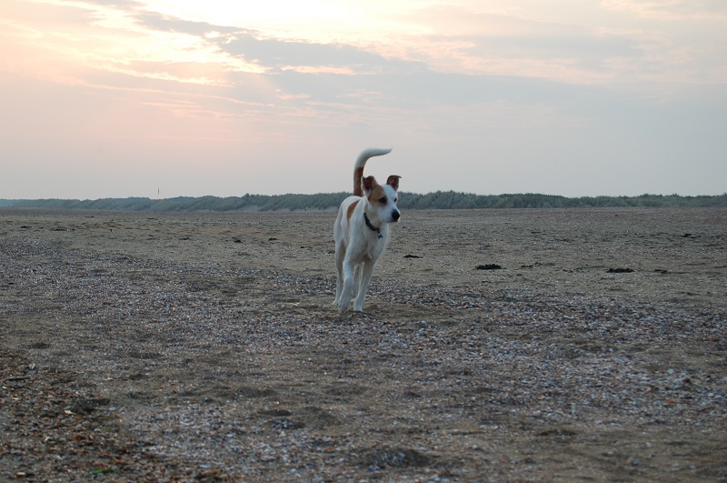 Ouddorp 2014 Hunde 016.JPG