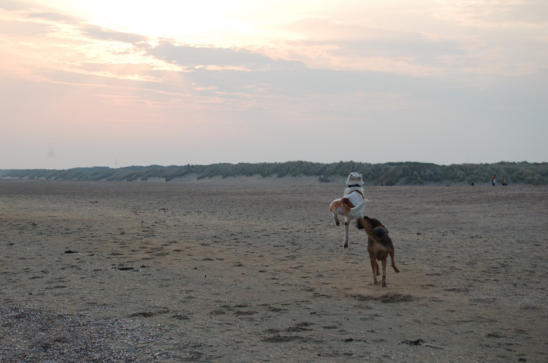 Ouddorp 2014 Hunde 017.JPG