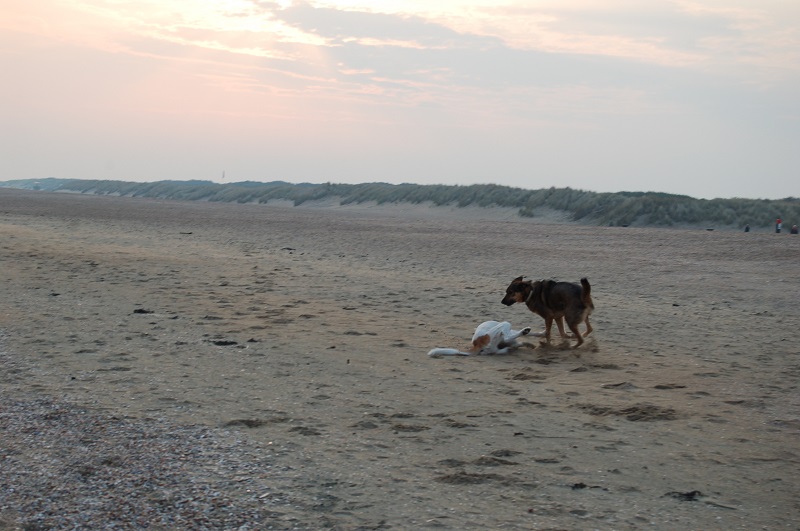 Ouddorp 2014 Hunde 018.JPG