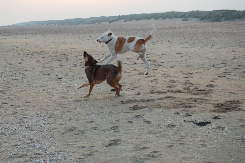 Ouddorp 2014 Hunde 022.JPG