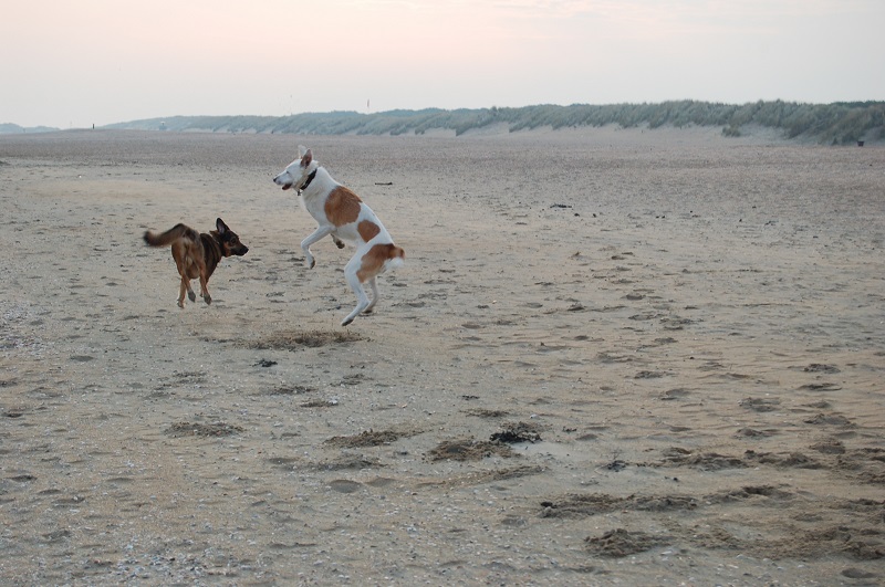 Ouddorp 2014 Hunde 024.JPG