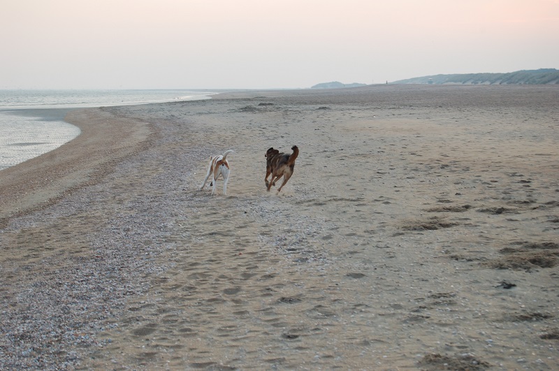 Ouddorp 2014 Hunde 027.JPG