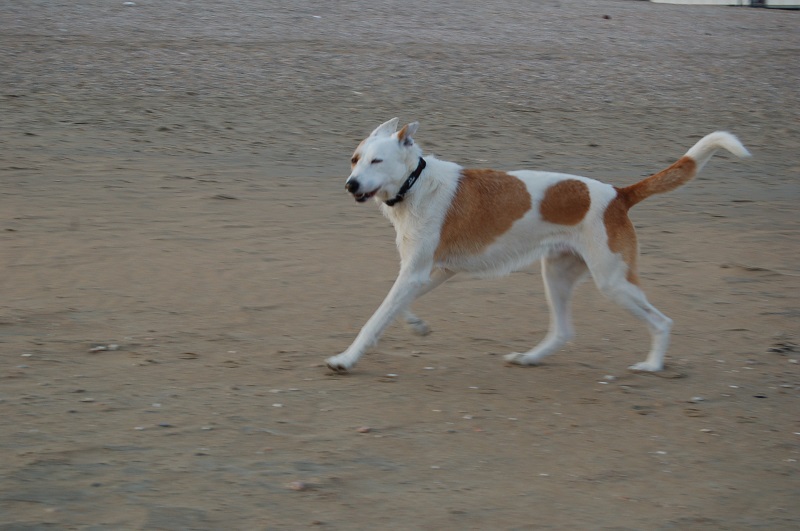 Ouddorp 2014 Hunde 044.JPG