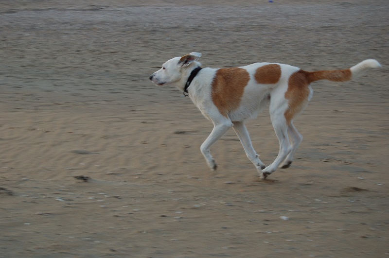 Ouddorp 2014 Hunde 045.JPG