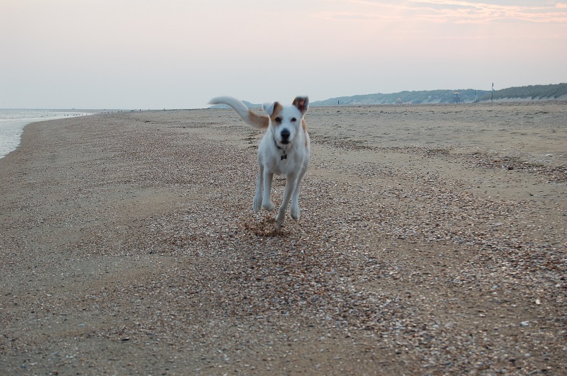 Ouddorp 2014 Hunde 053.JPG
