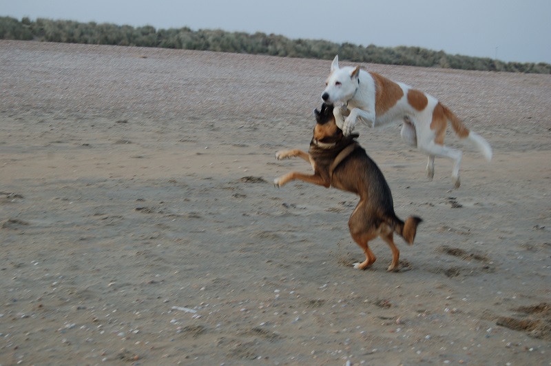 Ouddorp 2014 Hunde 056.JPG