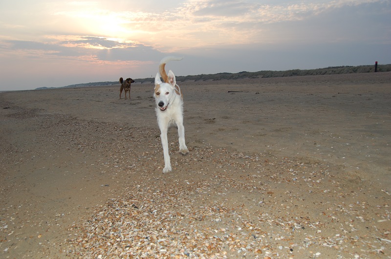 Ouddorp 2014 Hunde 066.JPG