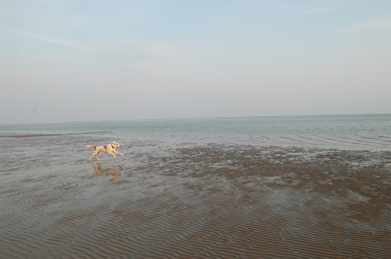 Ouddorp 2014 Hunde 073.JPG