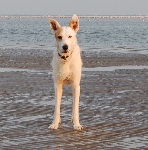 Ouddorp 2014 Hunde 077.JPG