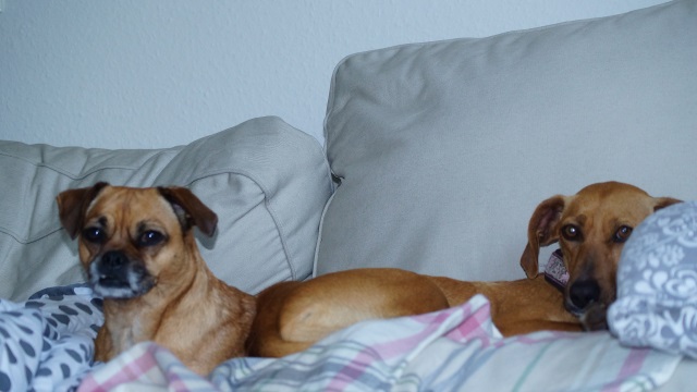 Bonita3.jpg