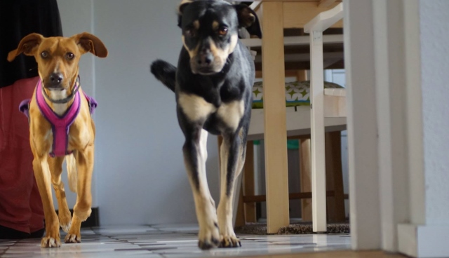 Bonita7.jpg