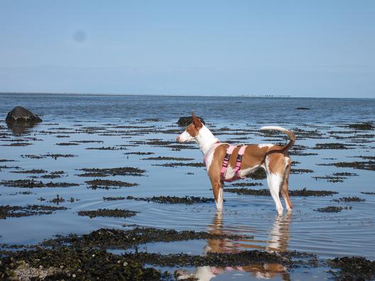 Juna im Meer.JPG