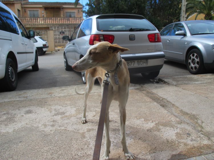 Palmayola 6.jpg