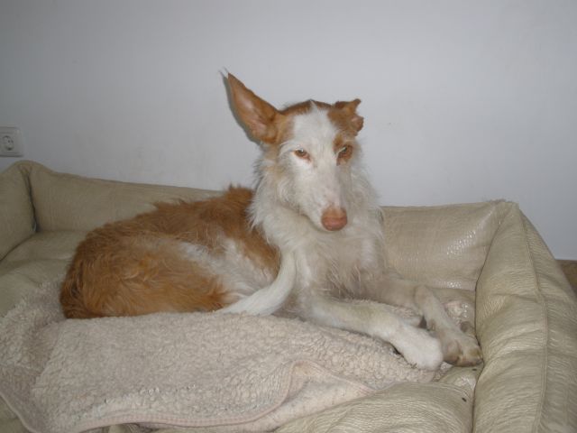 Rosine1.jpg