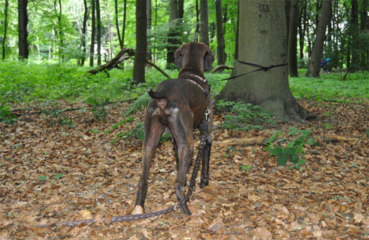 lennox am trainingsbaum (abgelenkt)_72dpi.jpg