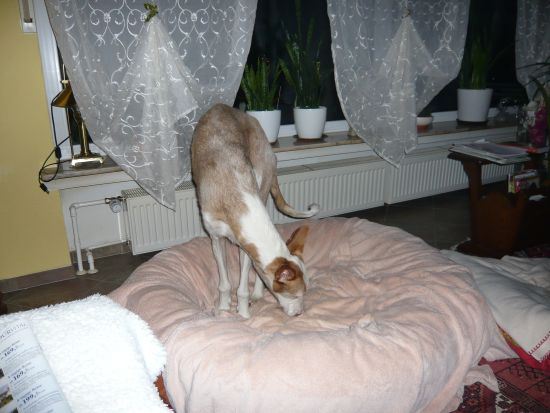 P1000886k.jpg