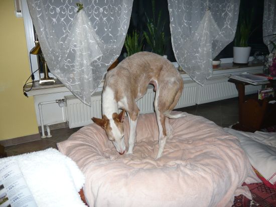 P1000887k.jpg