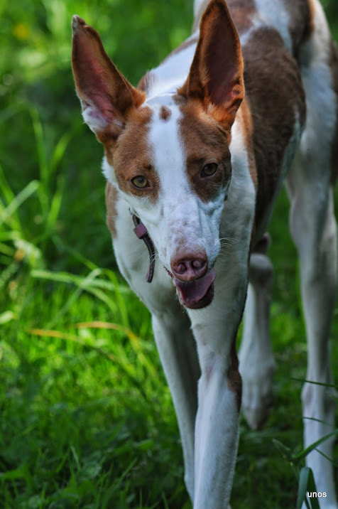 DSC_0331.JPG