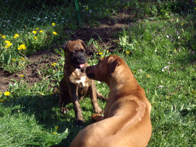 Priya unterwegs 031.jpg