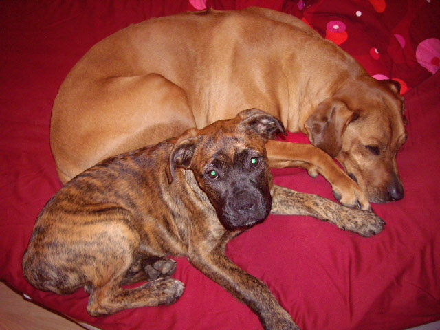 Priya unterwegs 062.jpg