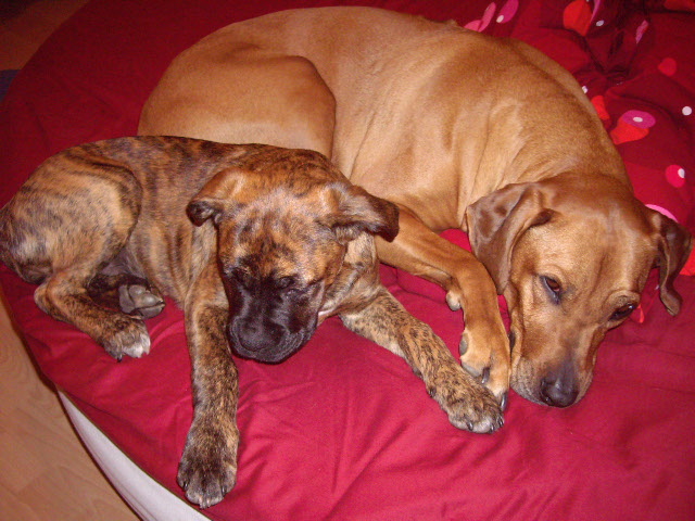 Priya unterwegs 064.jpg