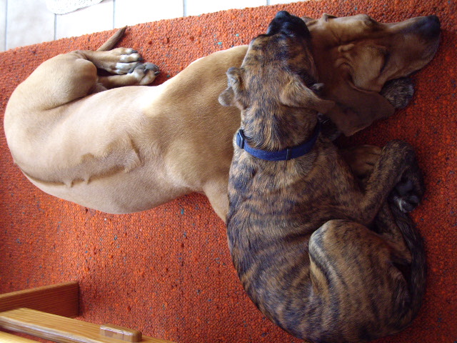 Priya unterwegs 070.jpg