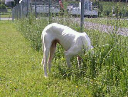 PiAuslauf2.jpg