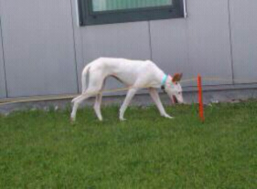 PiAuslauf3.jpg