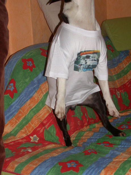 SchmidtTshirt02a.jpg