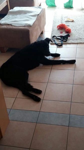 Murphy1.jpg