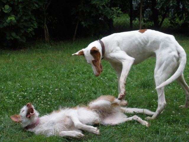 Die Liebenden4.jpg