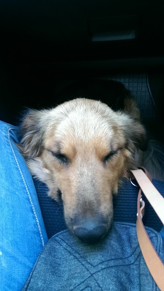 samson6.jpg