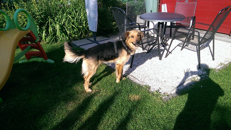 Samson4.jpg