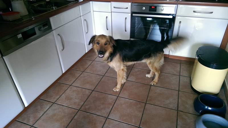 Samson3.jpg